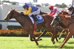 Classy Peron Wins at Doomben