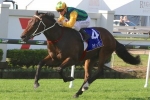Challenge Stakes Likely For Ball Of Muscle Challenge Stakes Likely For Ball Of Muscle