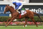 Old Trieste Passes Magic Millions Classic Test Old Trieste Passes Magic Millions Classic Test