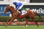 Old Trieste Passes Magic Millions Classic Test