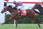 Hopfgarten can overcome wide barrier in Sunshine Coast Guineas