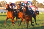 Sold For Song Firm in Sunshine Coast Guineas Betting Sold For Song Firm in Sunshine Coast Guineas Betting