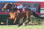 Melbourne campaign ruled out for Rocky King Melbourne campaign ruled out for Rocky King