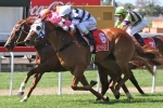 Pickabee Primed for Nudgee Handicap Success Pickabee Primed for Nudgee Handicap Success