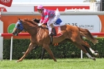 Heathcote Hoping Volkhere Will Lead In Ipswich Cup Heathcote Hoping Volkhere Will Lead In Ipswich Cup