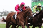 The Quarterback to be tested for Newmarket Handicap in W.J. Adams Stakes The Quarterback to be tested for Newmarket Handicap in W.J. Adams Stakes