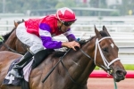 Hucklebuck in peak condition for Australian Guineas