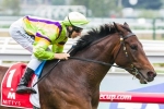 Solicit to miss Australian Guineas Solicit to miss Australian Guineas