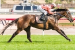 Newmarket start for Black Caviar not ruled out