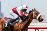 Sir John Hawkwood firms in Caloundra Cup betting Sir John Hawkwood firms in Caloundra Cup betting