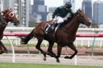 Wandjina shines on the track leading up to the All Aged Stakes