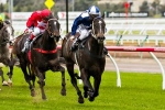 Zebulon Set To Contest Stutt Stakes Zebulon Set To Contest Stutt Stakes