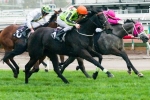 Commanding Jewel Fully Fit For Cockram Stakes Commanding Jewel Fully Fit For Cockram Stakes