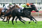 Commanding Jewel Suffers Barrier Trial Defeat