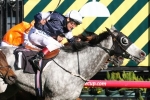 Fawkner Has Right Cox Plate Form