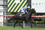 2015 Moir Stakes Tips: Petits Filous The Horse To Beat 2015 Moir Stakes Tips: Petits Filous The Horse To Beat