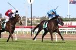 Maastricht Still A Chance For Australian Guineas Maastricht Still A Chance For Australian Guineas