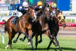 Sea Moon Straight To Melbourne Cup Following The Bart Cummings Sea Moon Straight To Melbourne Cup Following The Bart Cummings