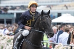 Excess Knowledge Working Well Towards Melbourne Cup Excess Knowledge Working Well Towards Melbourne Cup