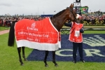 Melbourne Cup Start On The Line For Forgotten Voice In The Geelong Cup