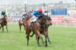 King Cobia Included In Goldmarket Handicap Final Field King Cobia Included In Goldmarket Handicap Final Field