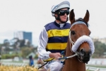 Melbourne Cup 2014: Brambles Seeking Cover from Wide Draw