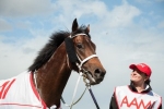P J O’Shea Stakes to be Preferment’s swansong P J O’Shea Stakes to be Preferment’s swansong