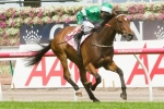 Fiveandahalfstar Scratched From Rosehill Guineas Fiveandahalfstar Scratched From Rosehill Guineas