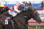 Awesome Rock specked at long odds in P.B. Lawrence Stakes