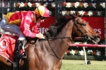Malaguerra on Stradbroke Handicap trial in BTC Cup Malaguerra on Stradbroke Handicap trial in BTC Cup