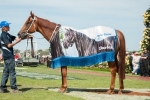 Terravista’s Newmarket Handicap Odds Lengthen Terravista’s Newmarket Handicap Odds Lengthen
