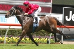 I Am Zelady 1st Adelaide runner for Pride in Robert Sangster Stakes