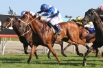 Velrosso Denies Phelan Ready In Magic Millions Cup