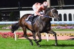 Sydney Blessed with perfect weather for Black Caviar