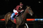 Noble Protector Can Bounce Back In Stocks Stakes Noble Protector Can Bounce Back In Stocks Stakes