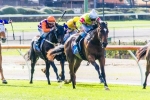 Prince Harada To Begin Autumn Campaign In Manfred Stakes Prince Harada To Begin Autumn Campaign In Manfred Stakes