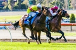 Marwood to head to the Caulfield Guineas