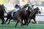 Hawkes Happy With Atlante Heading Into Sir Rupert Clarke Stakes Hawkes Happy With Atlante Heading Into Sir Rupert Clarke Stakes