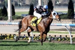 Harvey After Fourth Railway Stakes Win