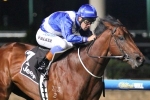 Sovereign Nation short of his pet distance in Manfred Stakes Sovereign Nation short of his pet distance in Manfred Stakes