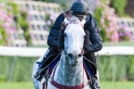 2013 Cox Plate Best Bets: Puissance De Lune the top pick 2013 Cox Plate Best Bets: Puissance De Lune the top pick