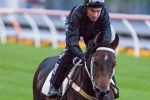 Rebel Dane Arrives In Brisbane Ahead Of Doomben 10,000 Rebel Dane Arrives In Brisbane Ahead Of Doomben 10,000