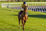 To The World New Queen Elizabeth Stakes Favourite To The World New Queen Elizabeth Stakes Favourite