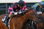 Spinderbella back in action at Moonee Valley Spinderbella back in action at Moonee Valley