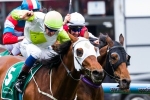 Hvasstan Close to Career at Stud Hvasstan Close to Career at Stud
