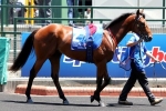 Top Me Up Starts Spring Campaign At Moonee Valley