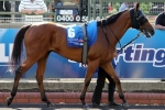 Dibayani On Track For P.B. Lawrence Stakes Return Dibayani On Track For P.B. Lawrence Stakes Return
