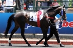 The Big Dance On Trial For Danehill Stakes The Big Dance On Trial For Danehill Stakes