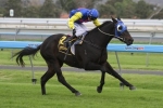 Hioctdane to run out distance in South Australian Derby Hioctdane to run out distance in South Australian Derby