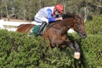 Thubiaan Too Strong For Rivals In Brierly Steeplechase
